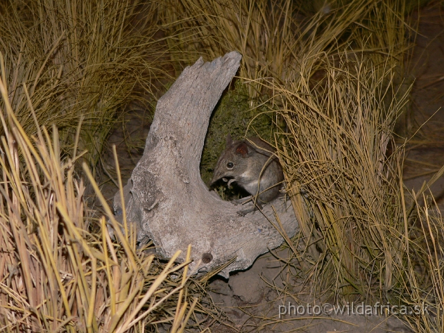 Picture 222.jpg - Four-toed Elephant Shrew.